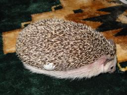 [Photo of Huff the Hedgepig]