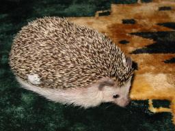 [Photo of Huff the Hedgepig]