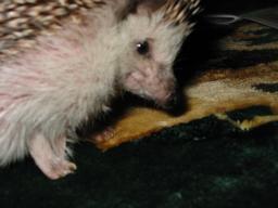 [Photo of Huff the Hedgepig]