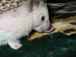 [Photo of Huff the Hedgepig]