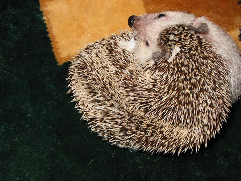 [Photo of Huff the Hedgepig]