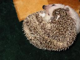 [Photo of Huff the Hedgepig]