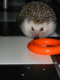 [Photo of Huff the Hedgepig]