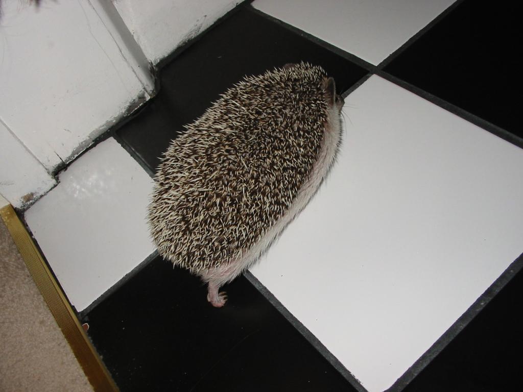 [Photo of Huff the Hedgepig]