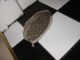 [Photo of Huff the Hedgepig]