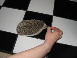 [Photo of Huff the Hedgepig]