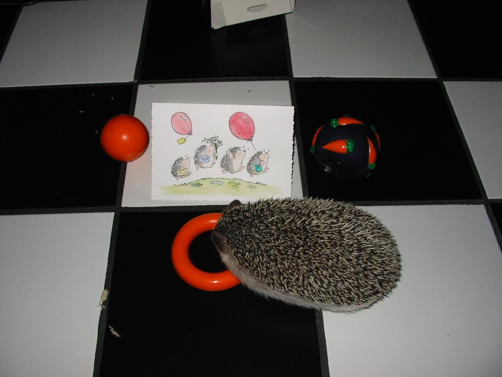 [Photo of Huff the Hedgepig]
