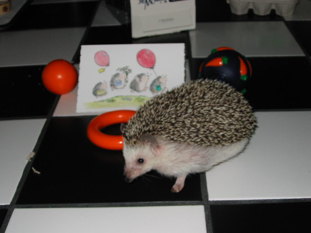 [Photo of Huff the Hedgepig]