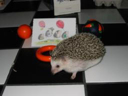 [Photo of Huff the Hedgepig]