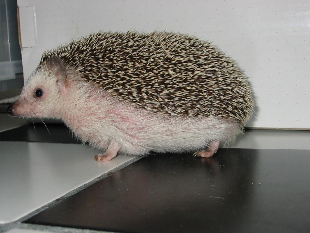 [Photo of Huff the Hedgepig]
