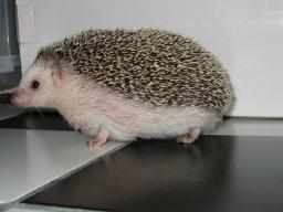 [Photo of Huff the Hedgepig]