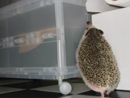 [Photo of Huff the Hedgepig]
