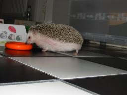 [Photo of Huff the Hedgepig]