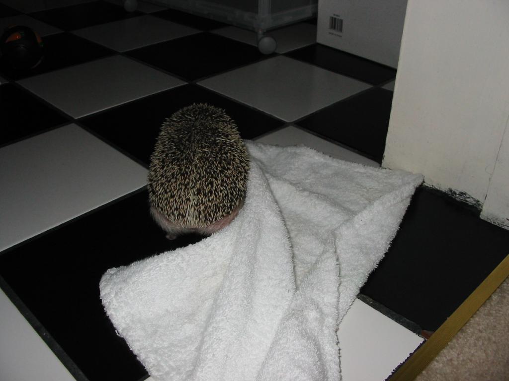 [Photo of Huff the Hedgepig]