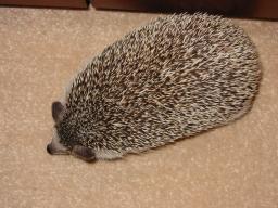 [Photo of Huff the Hedgepig]