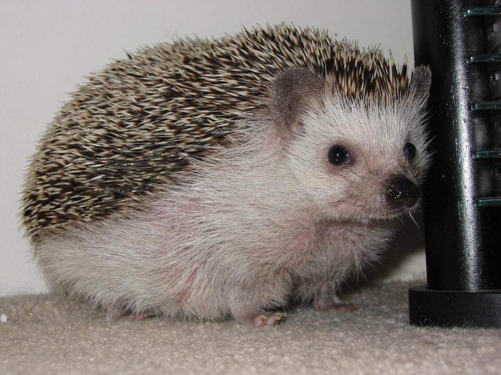 [Photo of Huff the Hedgepig]