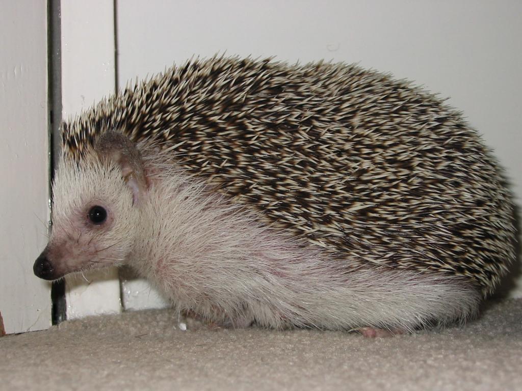 [Photo of Huff the Hedgepig]