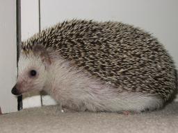 [Photo of Huff the Hedgepig]