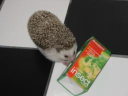 [Photo of Huff the Hedgepig]