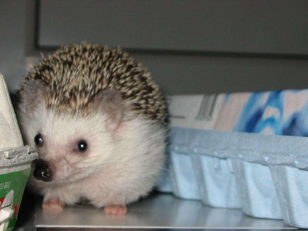 [Photo of Huff the Hedgepig]