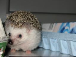 [Photo of Huff the Hedgepig]
