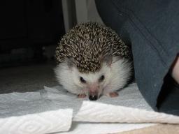 [Photo of Huff the Hedgepig]
