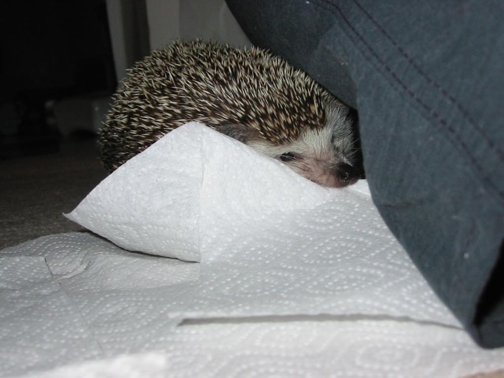 [Photo of Huff the Hedgepig]