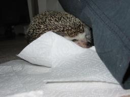 [Photo of Huff the Hedgepig]