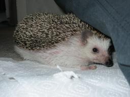 [Photo of Huff the Hedgepig]