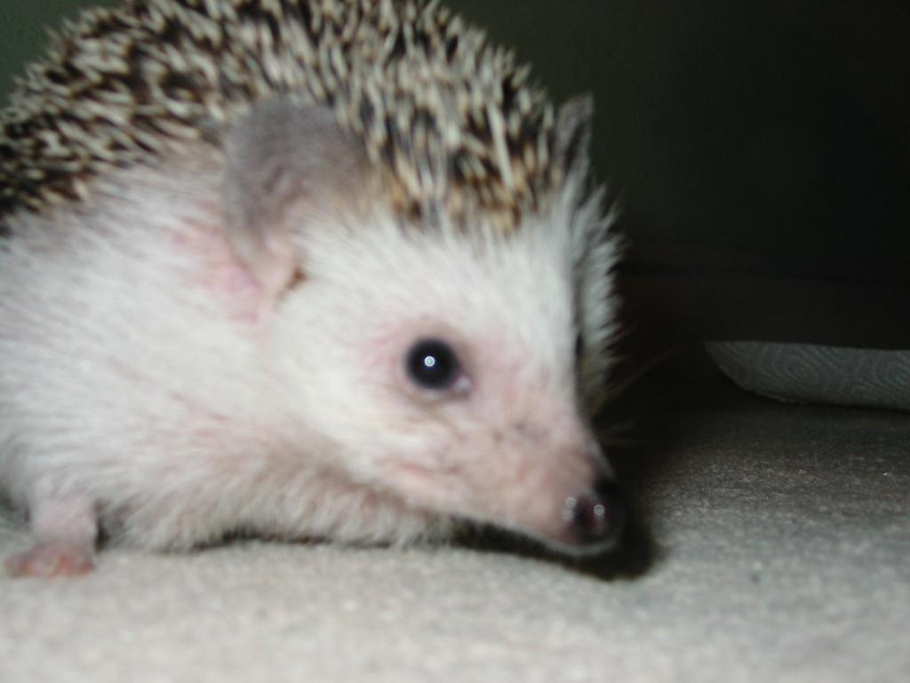 [Photo of Huff the Hedgepig]