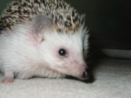 [Photo of Huff the Hedgepig]