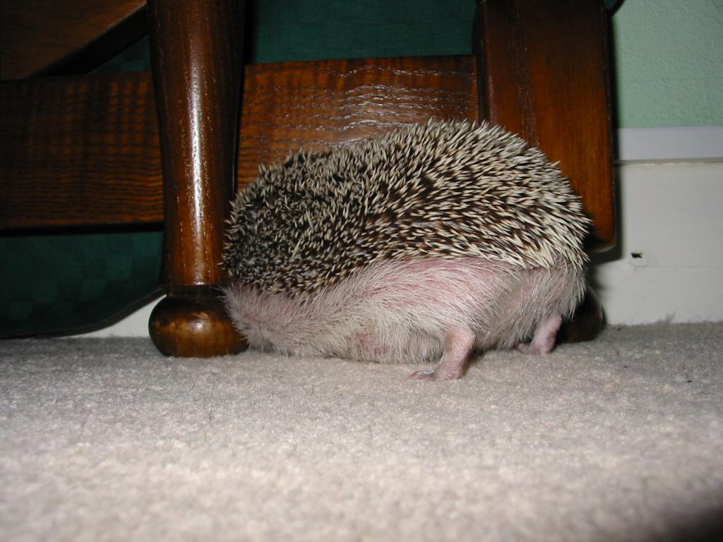 [Photo of Huff the Hedgepig]