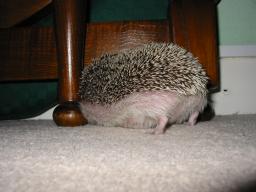 [Photo of Huff the Hedgepig]