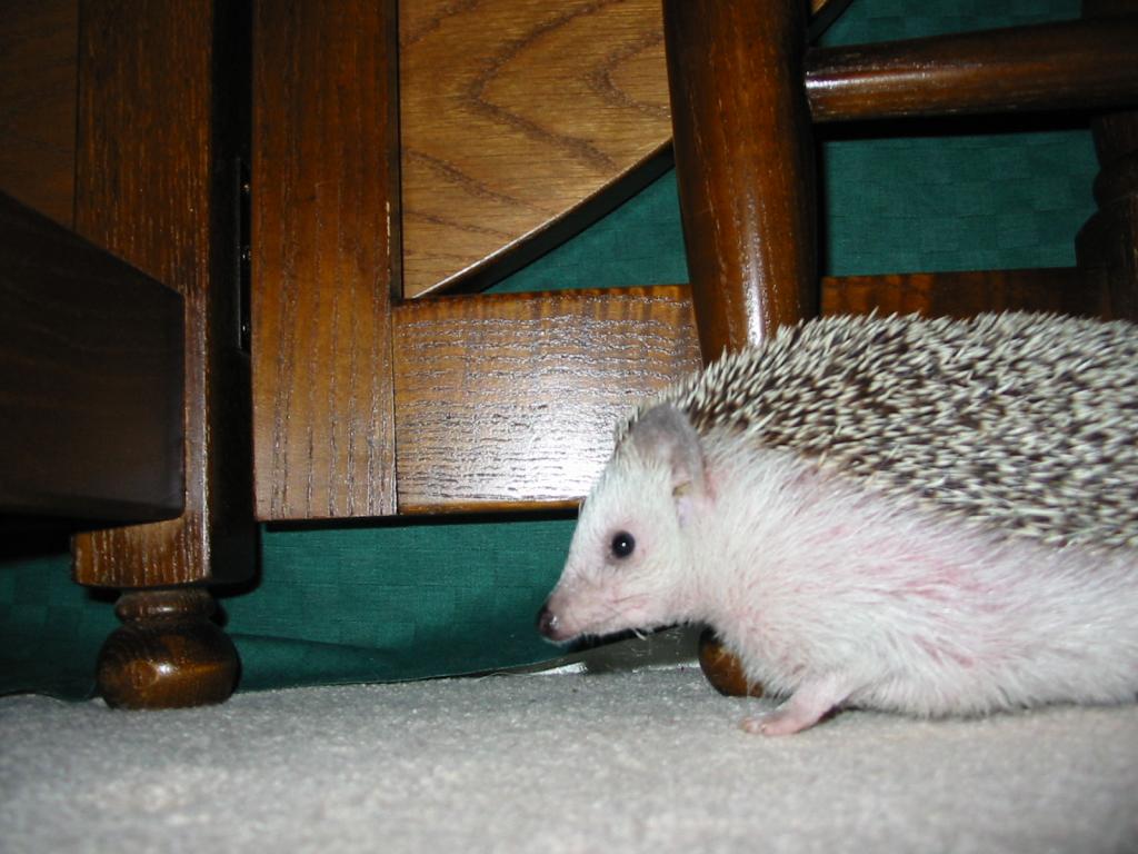 [Photo of Huff the Hedgepig]