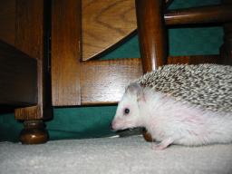 [Photo of Huff the Hedgepig]