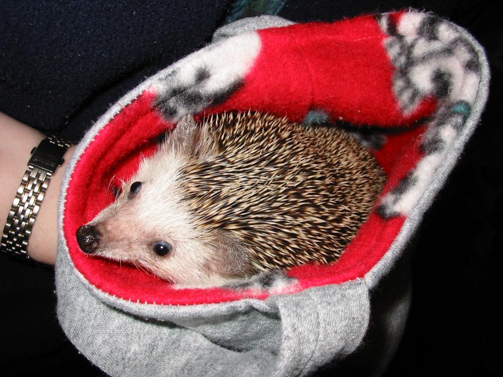 [Photo of Huff the Hedgepig]