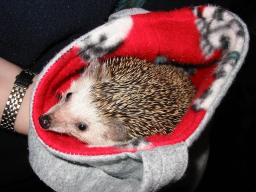 [Photo of Huff the Hedgepig]