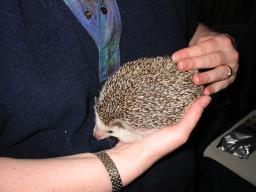 [Photo of Huff the Hedgepig]
