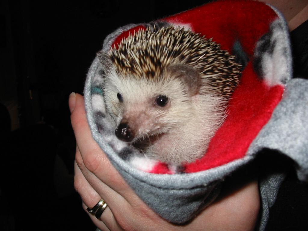 [Photo of Huff the Hedgepig]