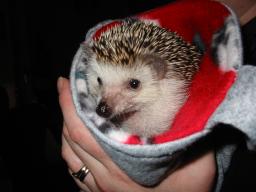 [Photo of Huff the Hedgepig]