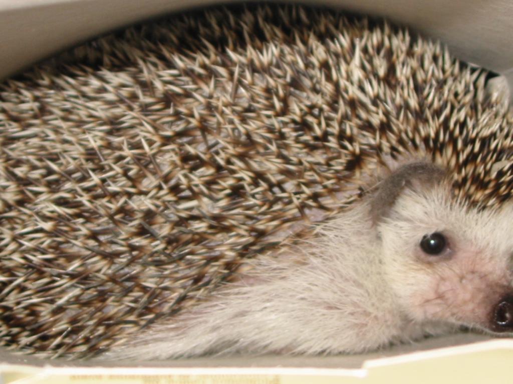[Photo of Huff the Hedgepig]