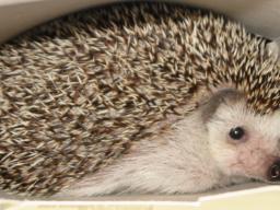[Photo of Huff the Hedgepig]