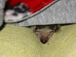 [Photo of Huff the Hedgepig]