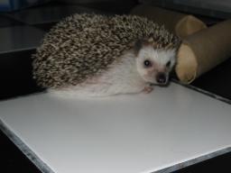 [Photo of Huff the Hedgepig]