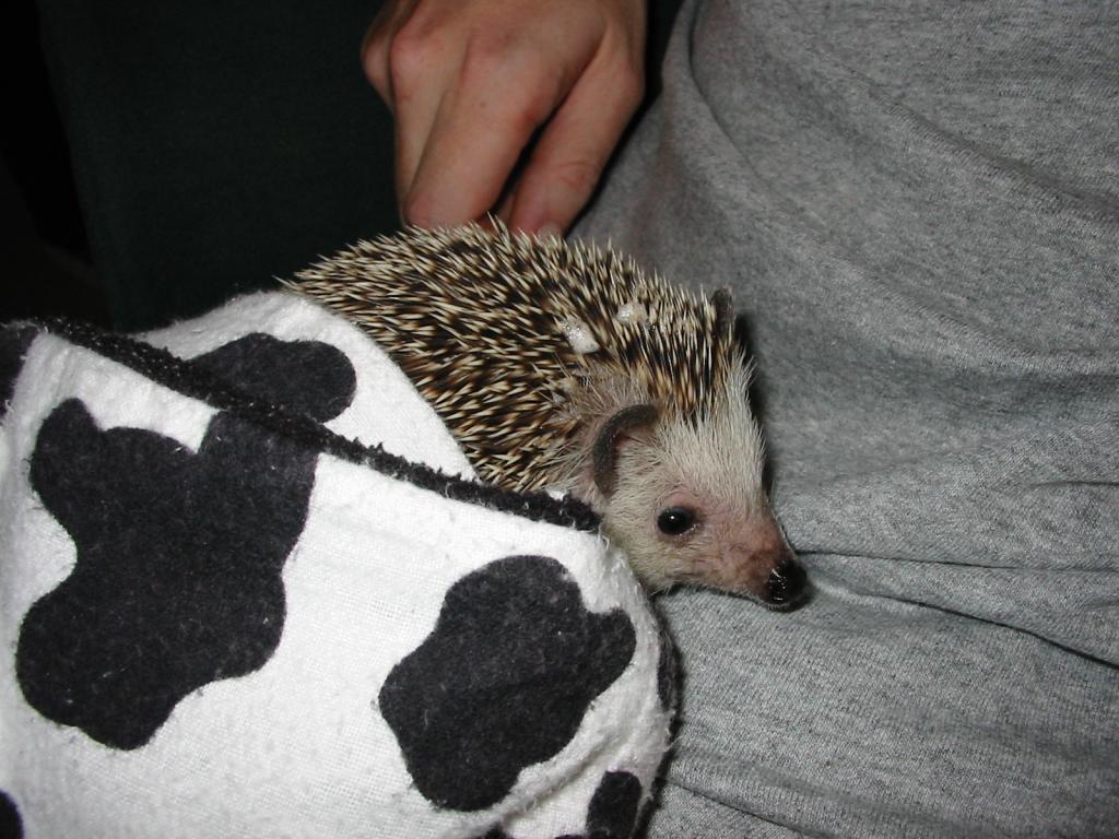 [Photo of Huff the Hedgepig]