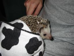 [Photo of Huff the Hedgepig]