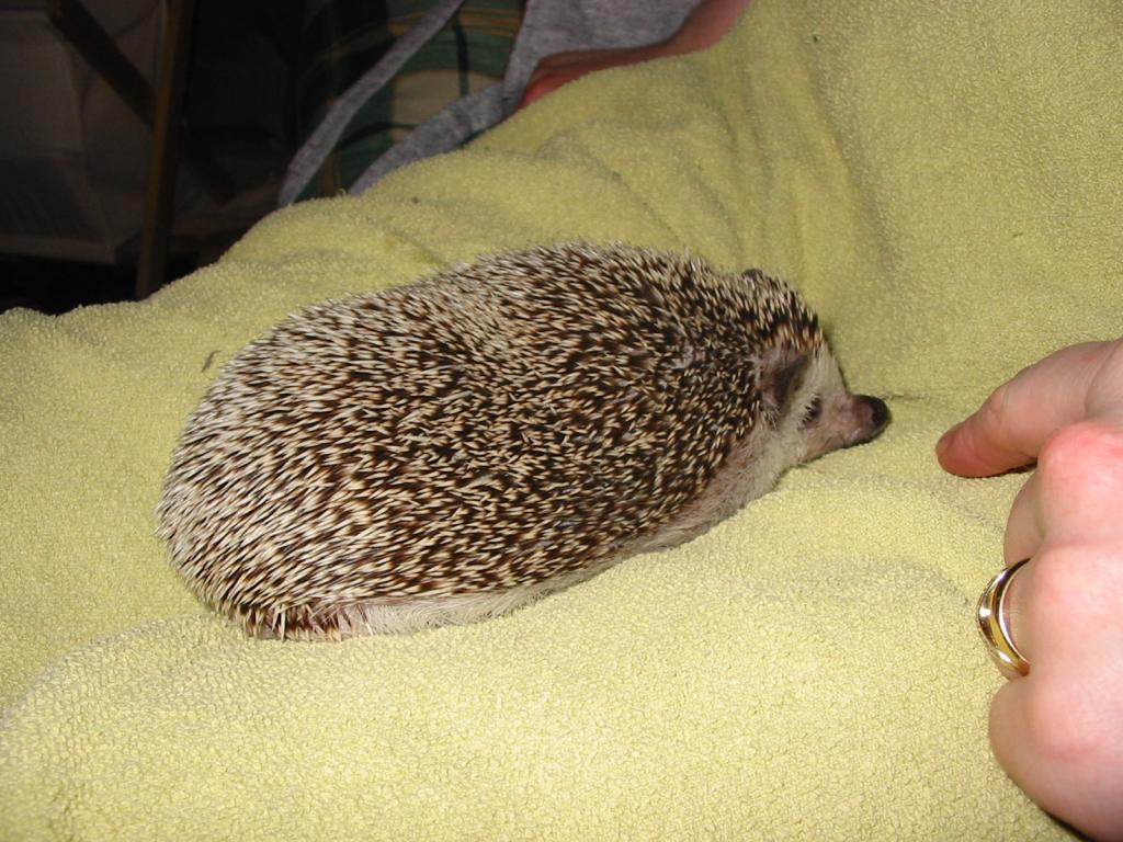 [Photo of Huff the Hedgepig]