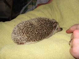 [Photo of Huff the Hedgepig]