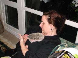 [Photo of Huff the Hedgepig]