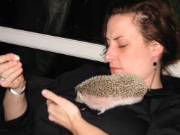 [Photo of Huff the Hedgepig]
